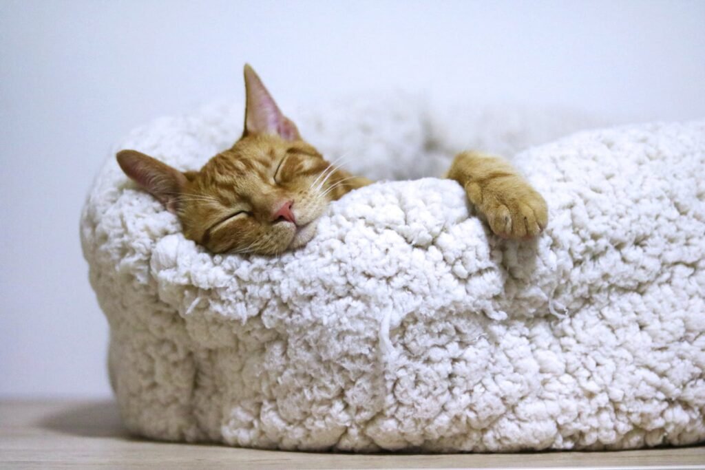 Now Air Conditioning | Heating Services in Wellington, West Palm Beach, Boca Raton and the surrounding area. A photo of an orange cat sleeping on a white bed.