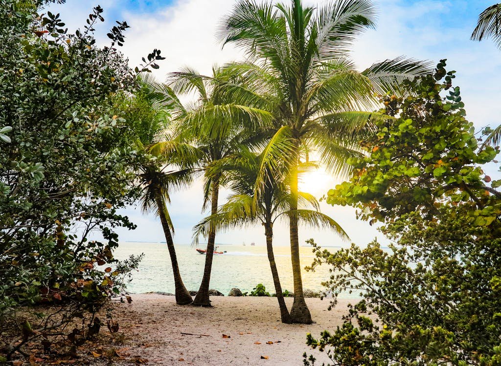 A photo of coconut trees. Southern Florida HVAC | Now Air Conditioning